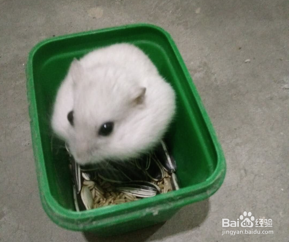 新手养什么仓鼠好容易饲养的仓鼠