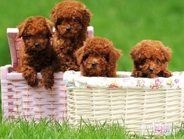 泰迪贵宾狗毛褪色变淡是什么原因，该怎么办？