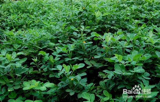 花生黄叶的原因及花生黄叶的防治方法