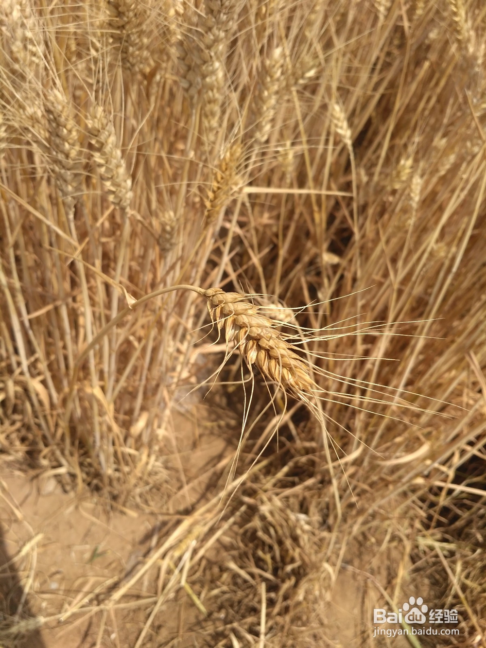 麦收又到了，是不是感受到了丰收的喜悦哪？