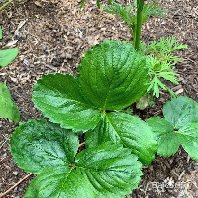 只用1个花盆,草莓长得吃不完