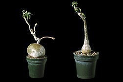 多肉植物怎么种植--多肉植物养护指南