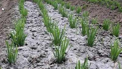 小青菜生虫不用农药有何方法能驱虫