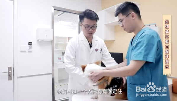 如何给宠物正确的驱虫