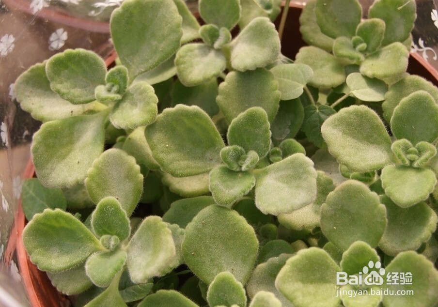 多肉植物叶片发软的原因