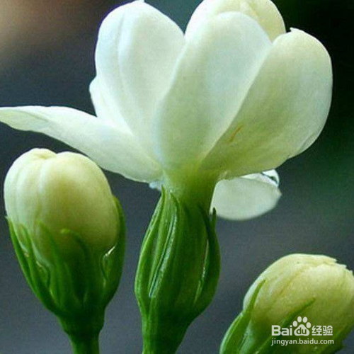 茉莉的养殖方法是什么？