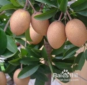 一些“古怪”的水果！