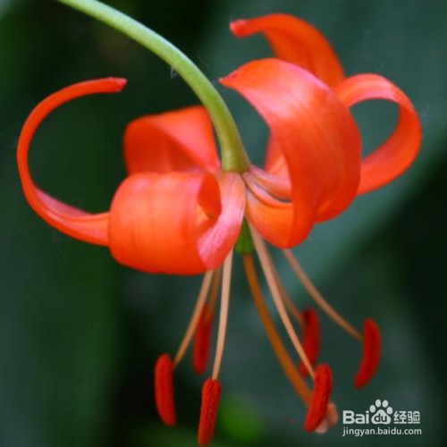 野百合的培育方法和注意事项