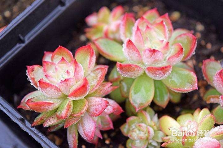 夏季养殖多肉要注意些什么？