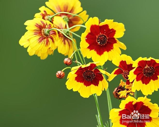 蛇目菊播种繁殖方法