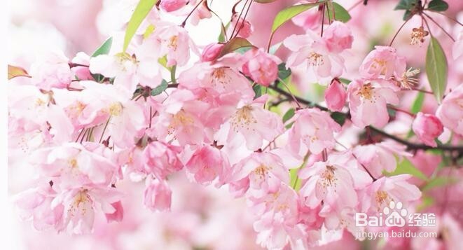 如何区分梅花、樱花、桃花、海棠