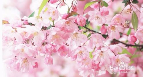 如何区分梅花 樱花 桃花 海棠 百度经验