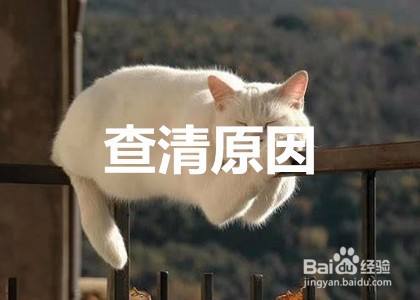 猫咪精神不好食欲不振怎么办 百度经验