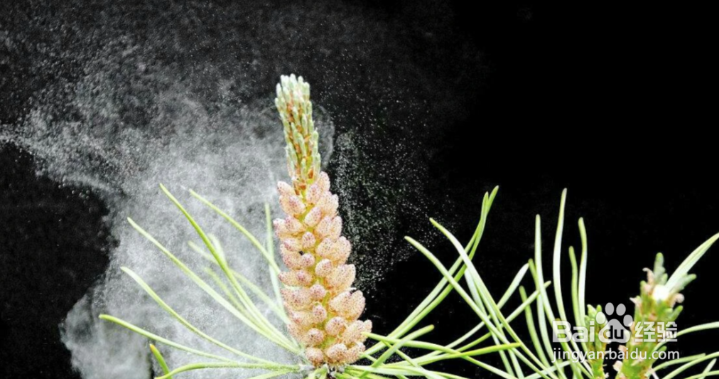 花粉是怎样形成的？