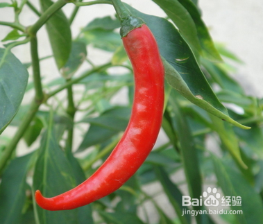 吃辣椒有哪些好处