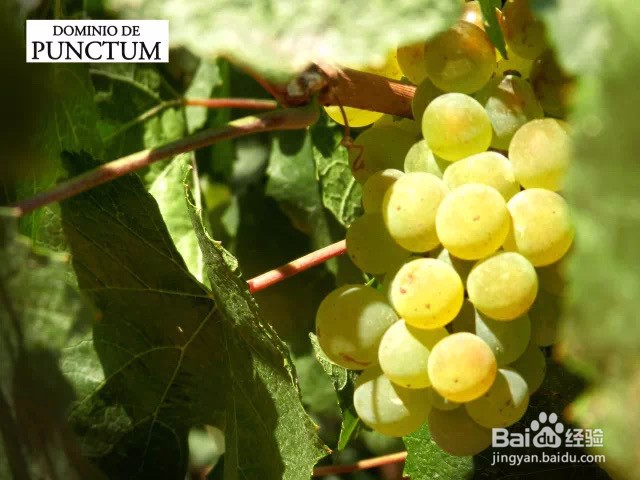 西班牙龙腾堡有机与生物动力酒庄