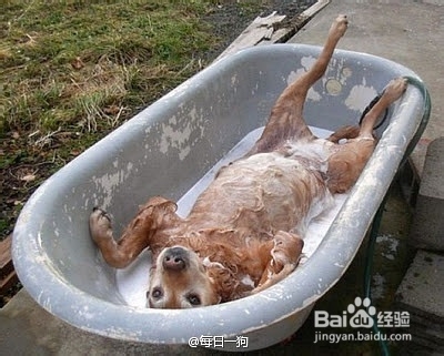 怎样养狗：[2]养狗前需要考虑的问题