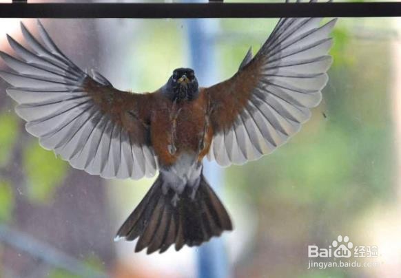 怎样防止鸟啄窗玻璃