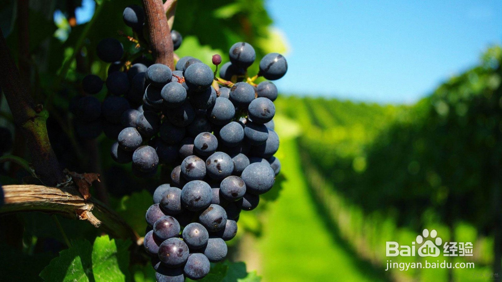 阳台上种葡萄的方法