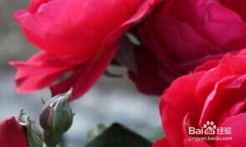 月季花的扦插懒人方法