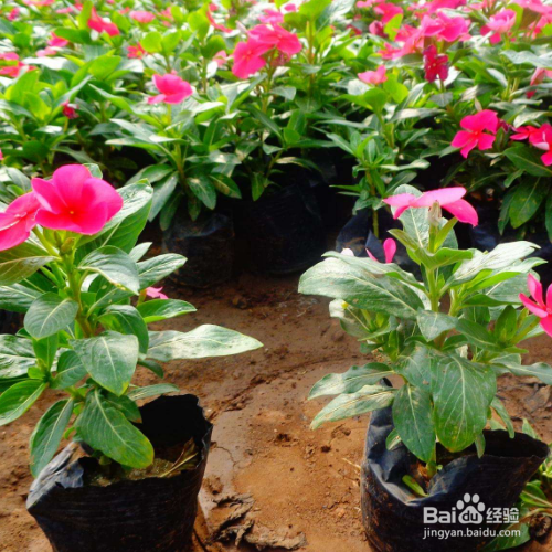 长春花叶子朝下卷的原因和解决方法