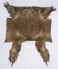 癌症之克星“兴平蟾衣”