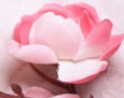 桃花茶如何制作