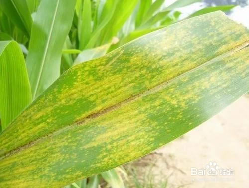 玉米苗卷心是什么病,怎么防治