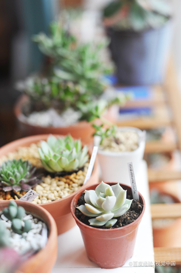 紫乐多肉夏天怎么养