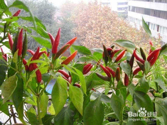 盆栽青椒观赏和食用