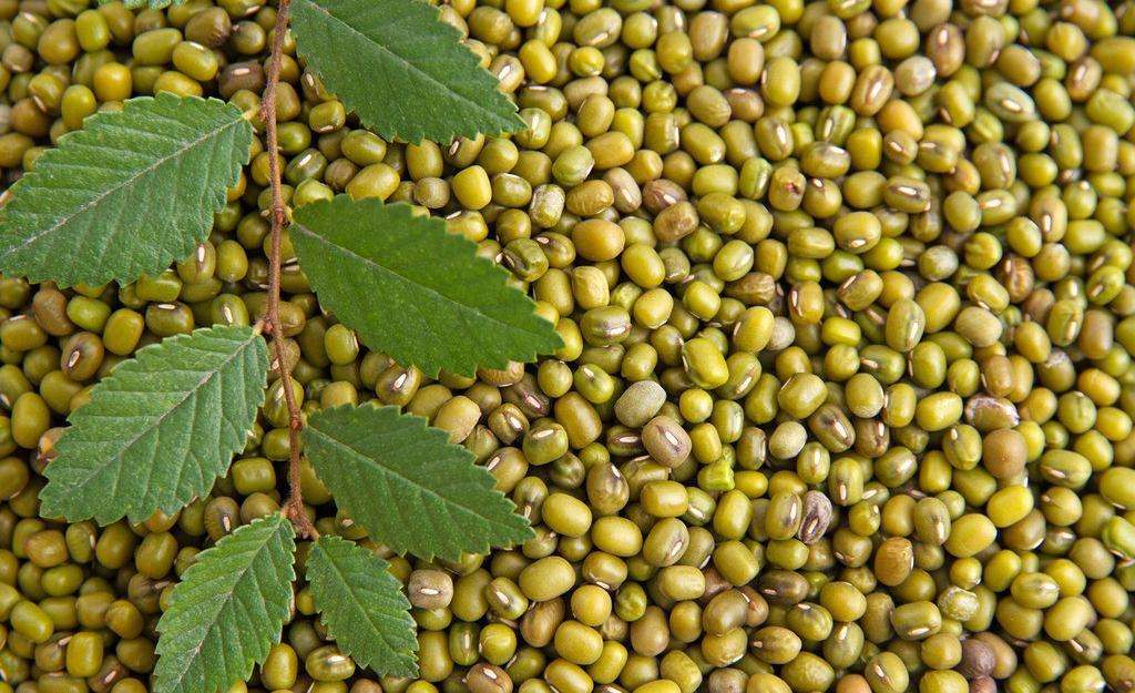 家种盆栽绿豆怎么种?求详细步骤