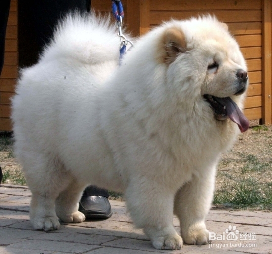 松狮缺钙怎么办