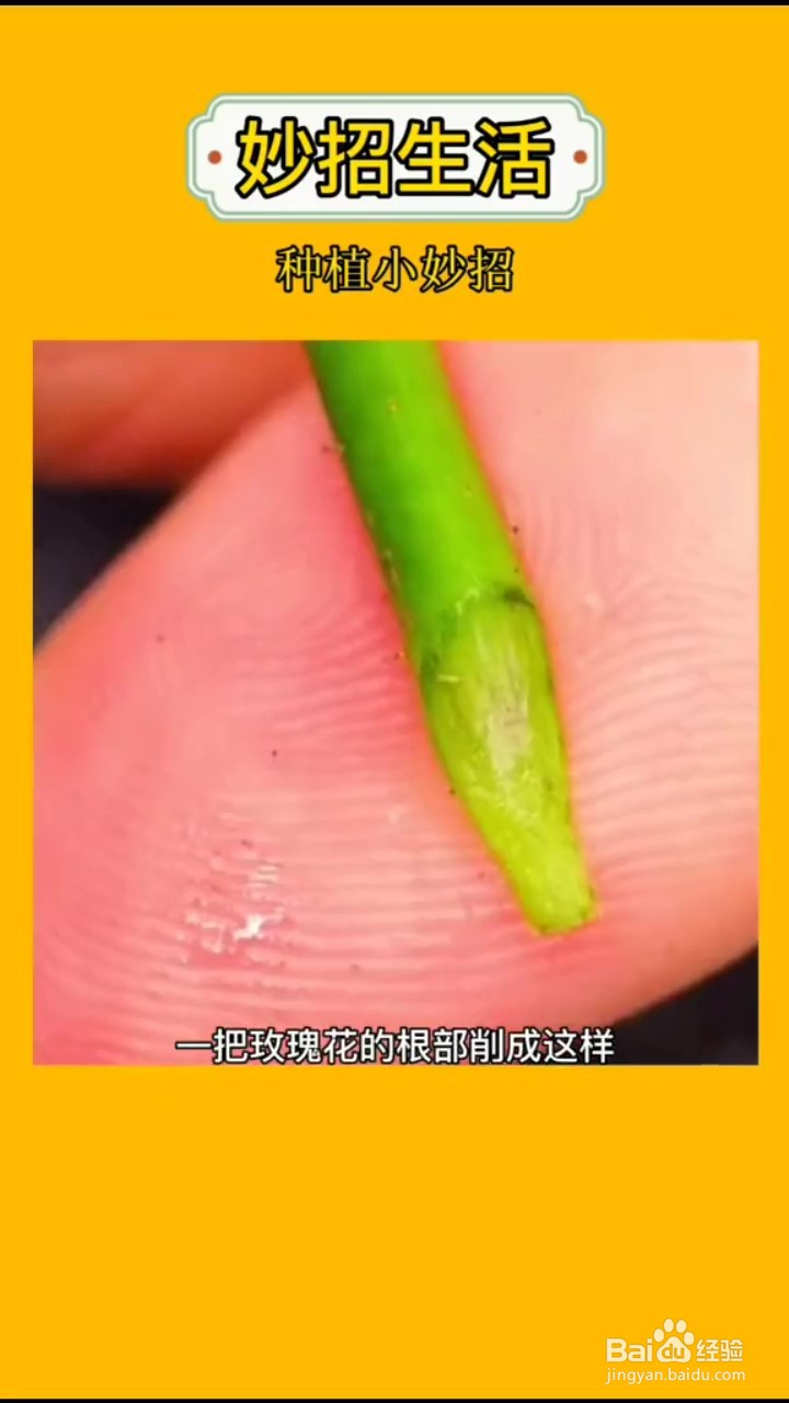 如何在家自制嫁接植物