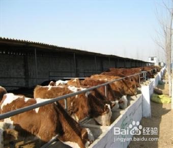 怎样养牛长得快