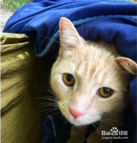 跟着宠主浪迹天涯,四海为家,成为猫生大赢家~