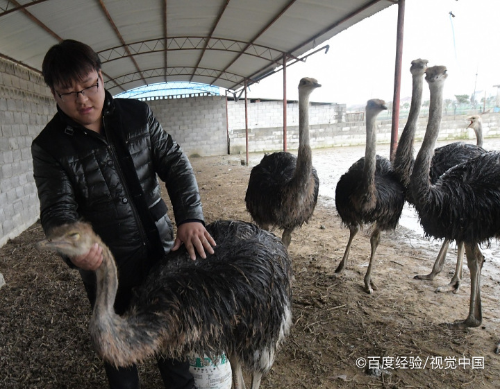 鸵鸟吃石头怎么排出来
