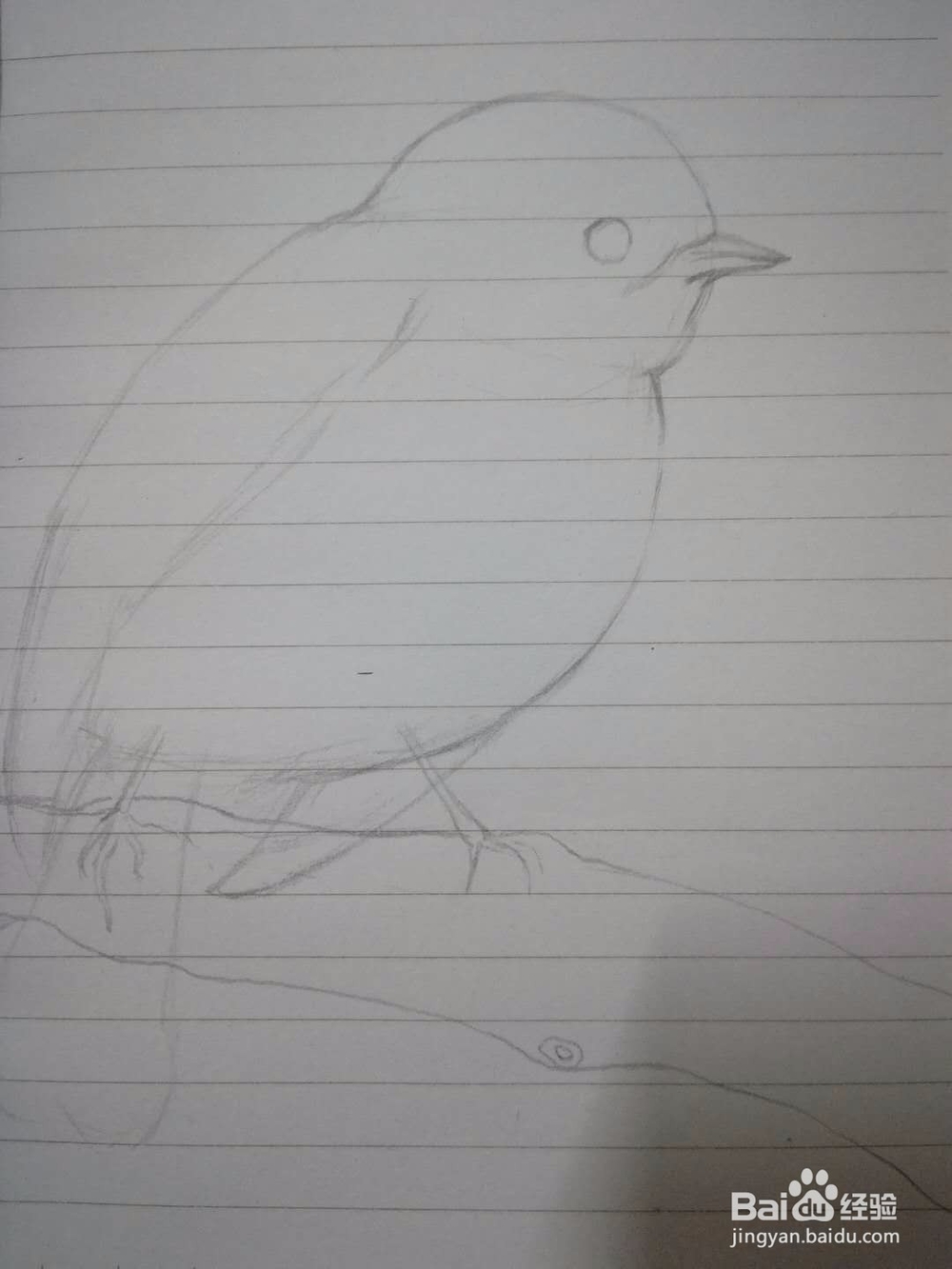 《小鸟思思》插画速写教程