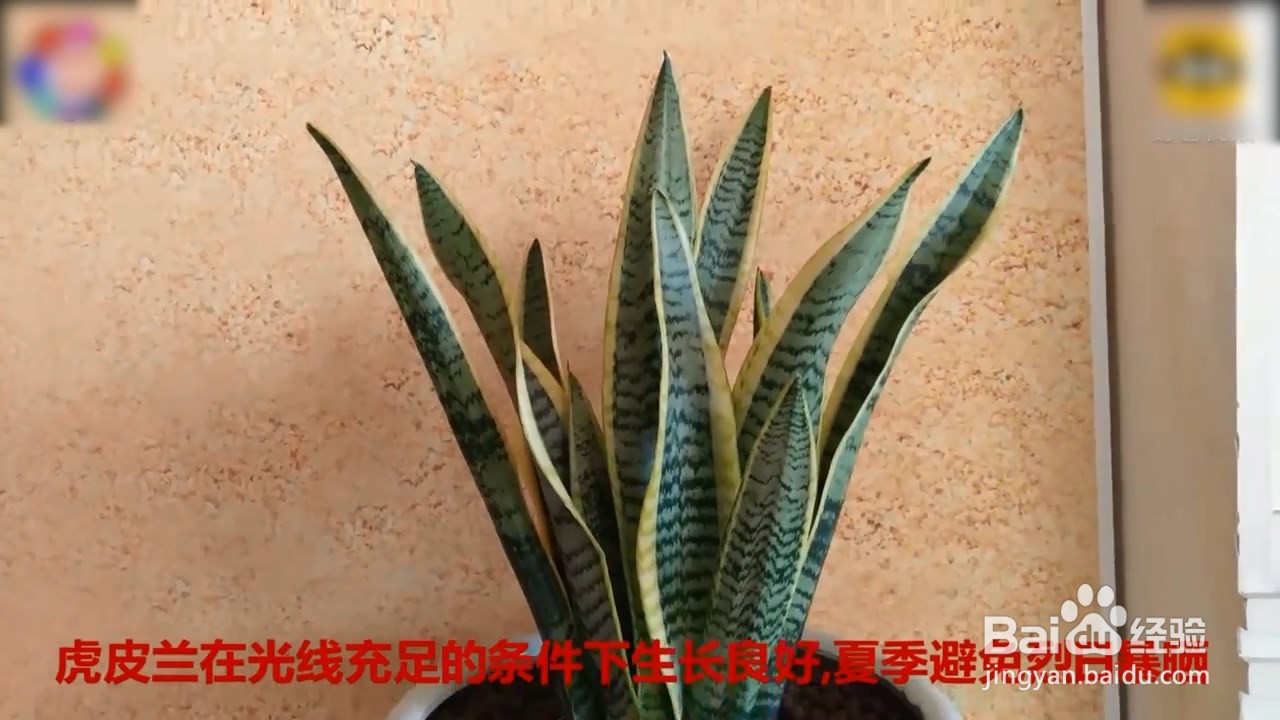 虎皮兰的养殖方法和注意事项