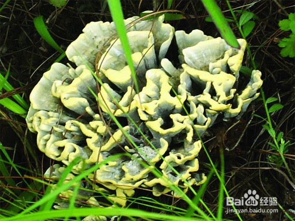 人间至味干巴菌