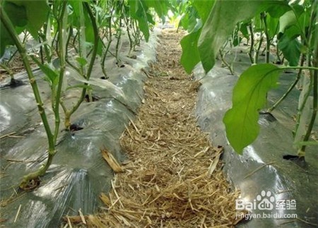 吃三七粉有什么好处,不知道的点击查看