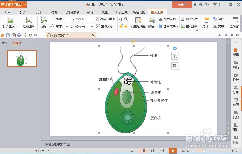 怎样在wps演示文稿中插入在线图片