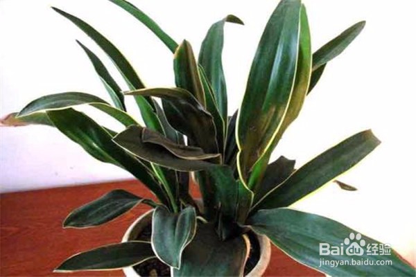 万年青的养殖方法和注意事项有什么?