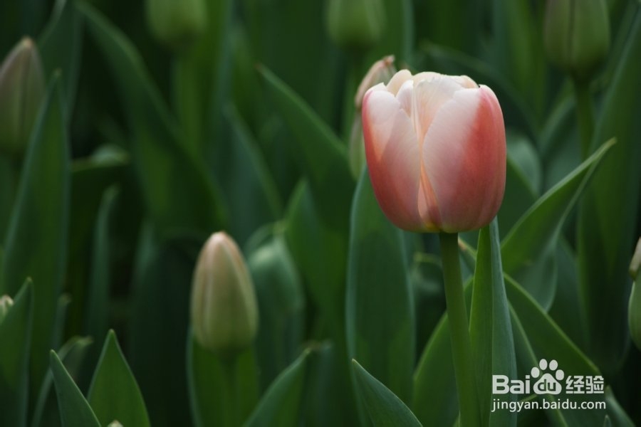 小升初应考诀窍:摸清“题情”先易后难