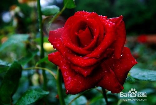 月季花的养殖方法