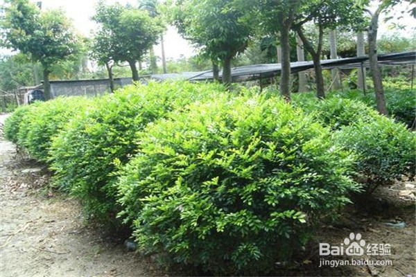 九里香的养殖方法和注意事项有什么？