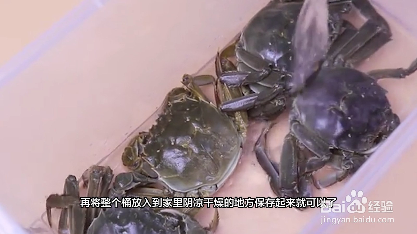 怎样保存大闸蟹