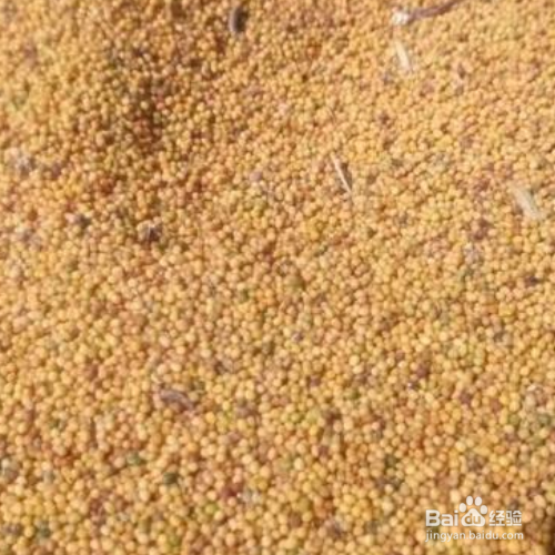 油菜种子播种方法