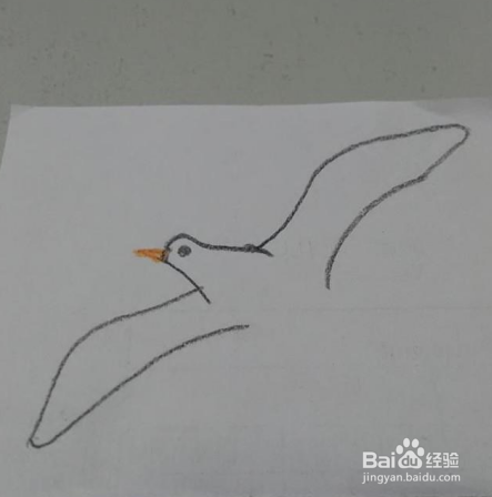 大方得体的海鸥