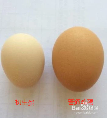 初生鸡蛋和普通的鸡蛋有什么区别吗