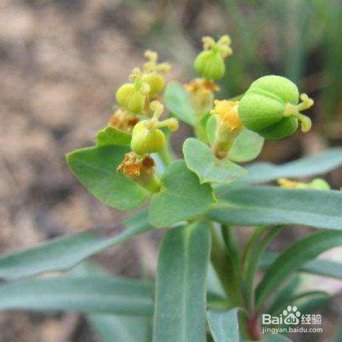 乳浆大戟的培育方法和注意事项